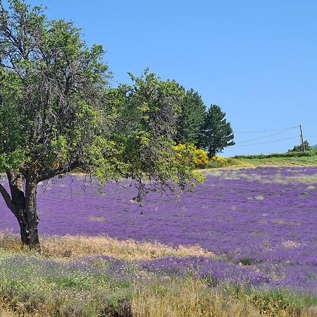 La Petite Reine Du Ventoux Villa Sault-de-Vaucluse Kültér fotó